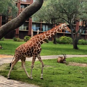giraffe at Disney's Animal Kingdom Lodge